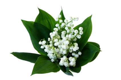 Résultat de recherche d'images pour "muguet"