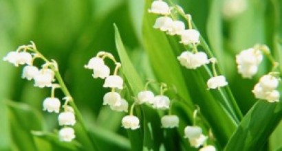 photo muguet à ménesplet