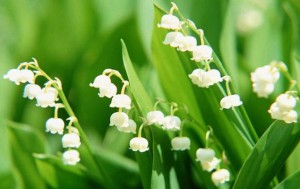 muguet3